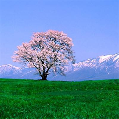 东北雨姐回应打人事件 粉条已送检