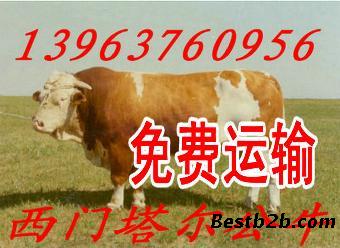 云南省昭通市哪里有鲁西黄牛肉牛养殖场