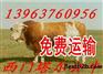 云南省普洱市哪里有鲁西黄牛肉牛养殖场