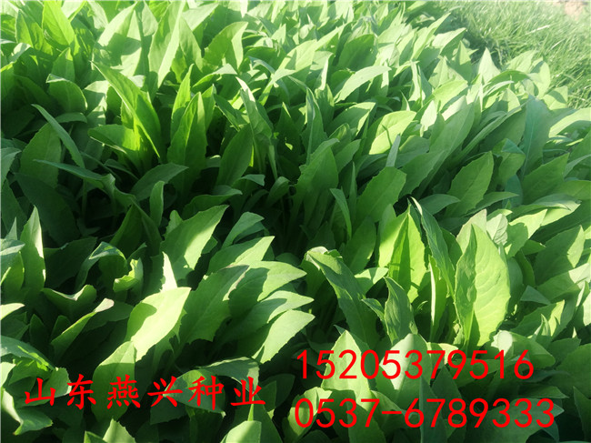 江西九江護坡衛士草籽每平米用量