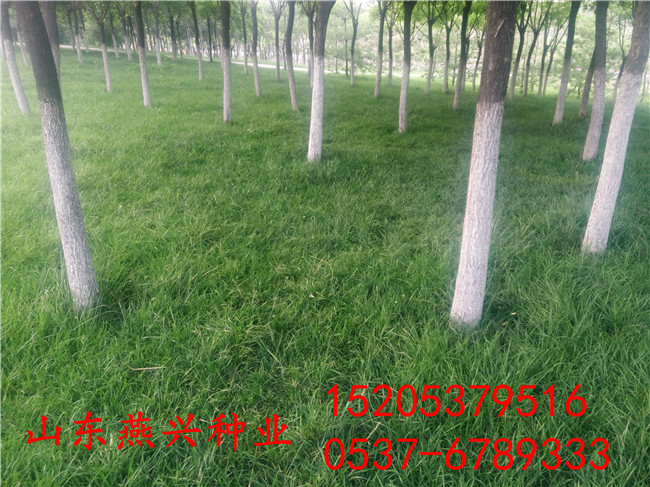 重慶墊江縣護坡草籽蓋無紡布什么時候可以揪開