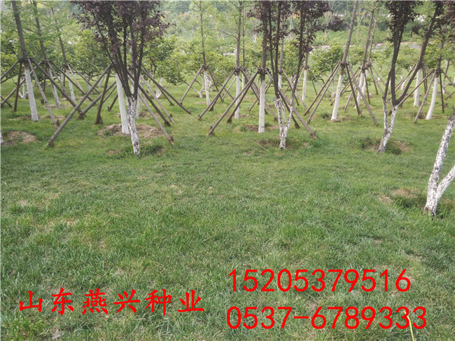 廣西欽州護坡草籽種植方法