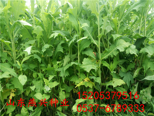 重慶江津區護坡綠化草籽配合比