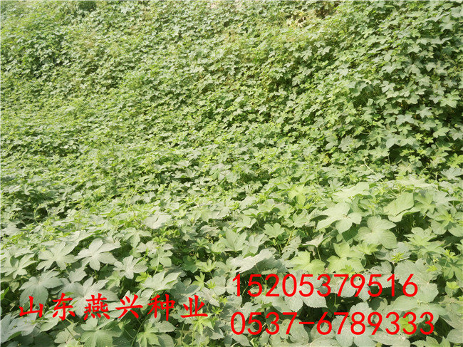 江西九江護坡衛士草籽每平米用量