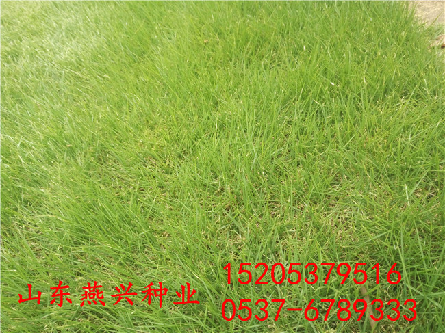 安徽滁州護坡常用草籽