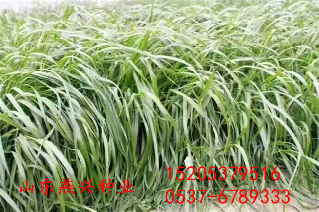 四川涼山州高速護坡草籽