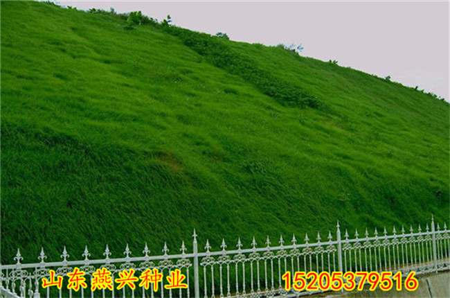 四川瀘州護坡噴播草籽多少一平方