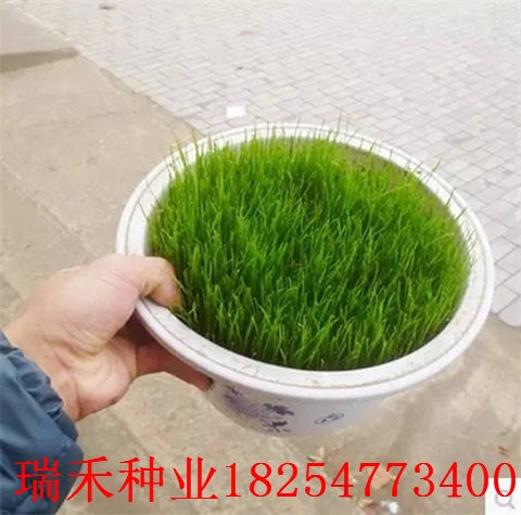 綠化草坪種子一平方多少錢一平方米結縷草