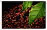 上海咖啡豆进口代理清关公司