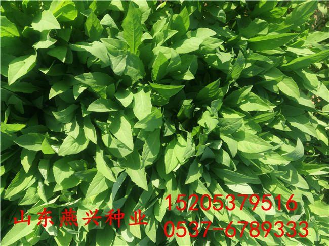 廣西欽州護坡草籽種植方法