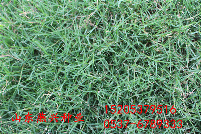 重慶永川區護坡草籽噴漿