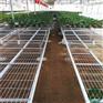 移动苗床在温室种植中是比较常见的一种育苗床