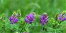 紫花苜蓿畝產多少？