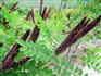 護坡紫穗槐的種植方法