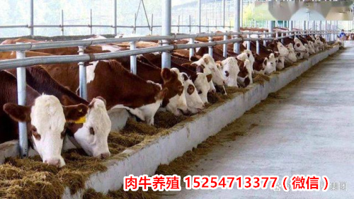 温州市龙湾区西门塔尔牛种牛价格/养殖场（今日/价格）