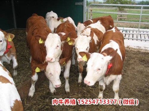 六盘水市肉牛犊小公牛价格/养殖场（今日/价格）