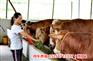 廣東清遠魯西黃犢價格/肉牛養殖場