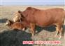 肇庆市高要市西门塔尔牛二岁母牛价格/肉牛养殖场