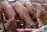 安徽省銅陵市西門塔爾牛架子牛價格/肉牛養殖場
